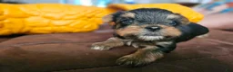 Yorkshire Terrier dogs for sale: Max - Ad 2