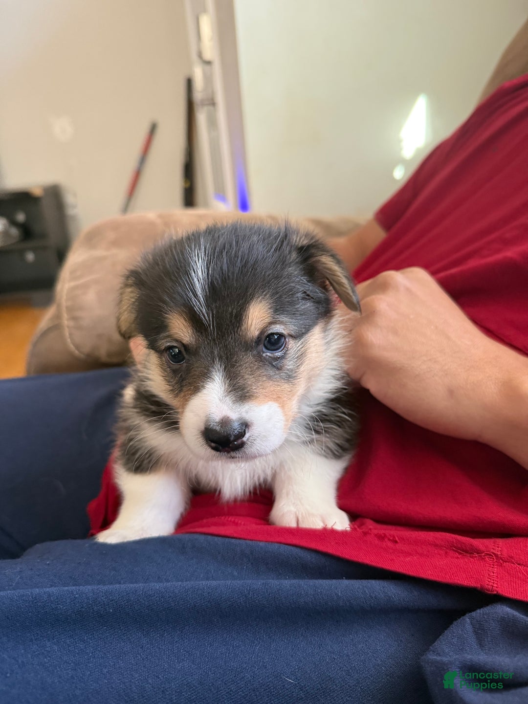 Welsh Corgi Pembroke dogs for sale: Pooh - Ad 12