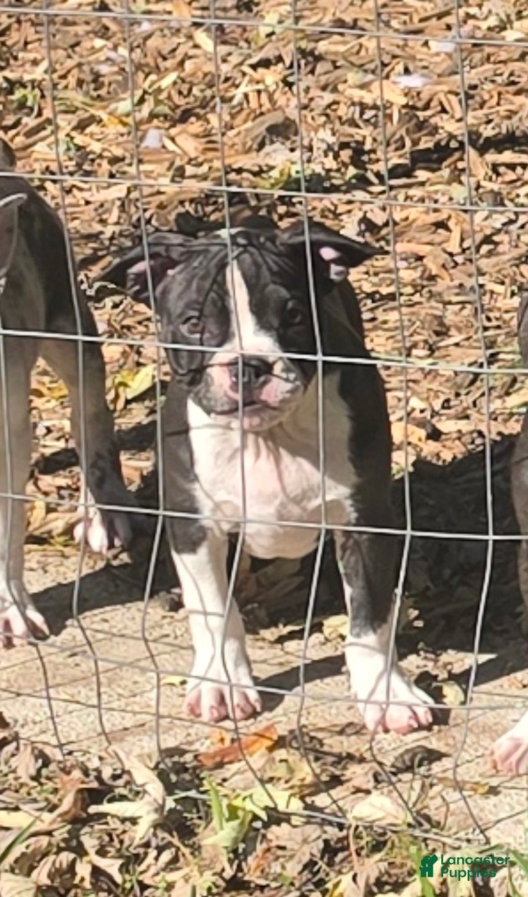 Mixed Breed dogs for sale: Ham - Ad 9