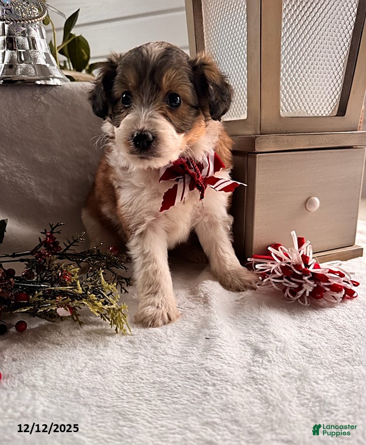 Sheltiedoodle dogs Noel - Ad 4