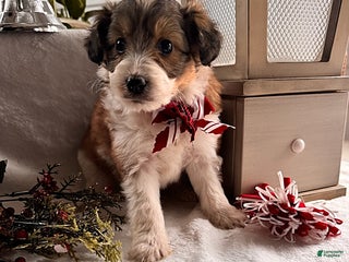 Sheltiedoodle dogs Noel - Ad 4