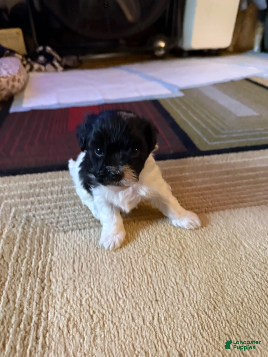 Mixed Breed dogs for sale: Mia - Ad 1