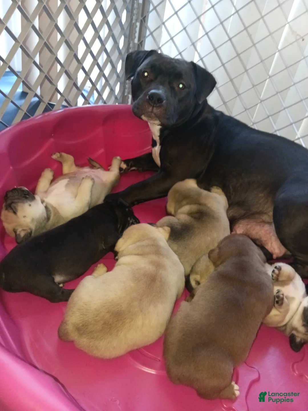 American Bully dogs for sale: American Bully Puppy 3 - Ad 5