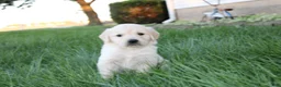 Golden Retriever dogs for sale: Theo Golden Retriever Puppy  - Ad 6