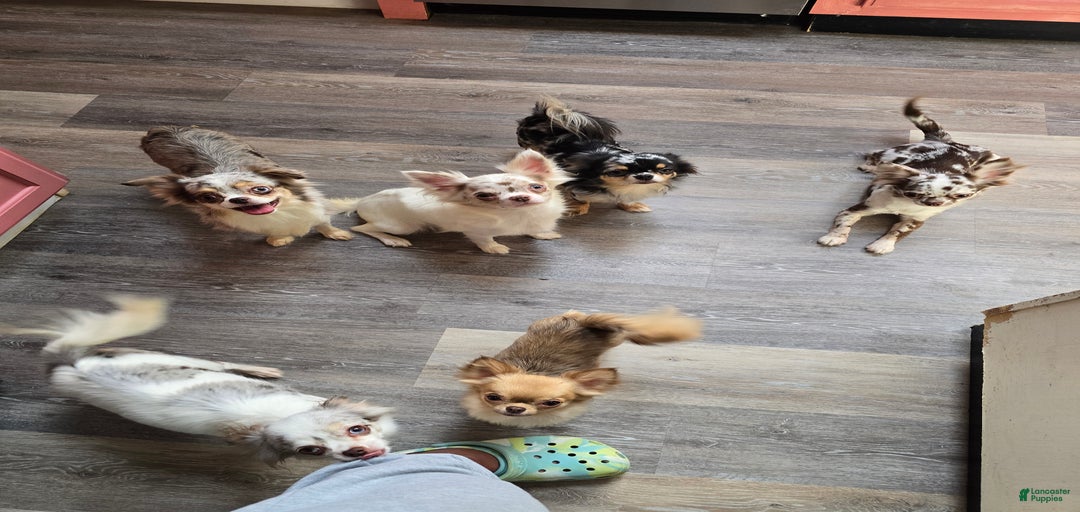 Gallery Image {{count}}