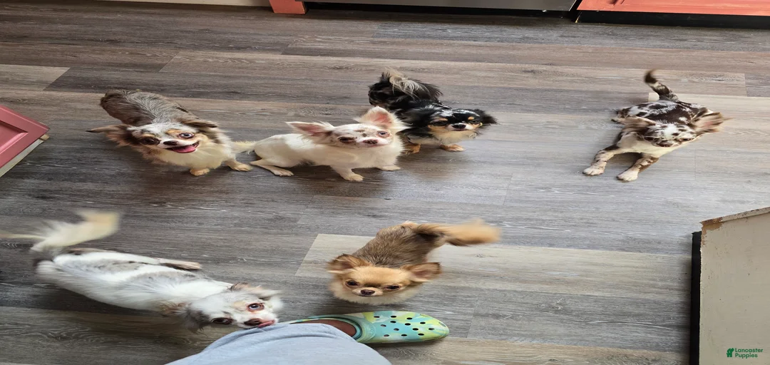 Gallery Image {{count}}