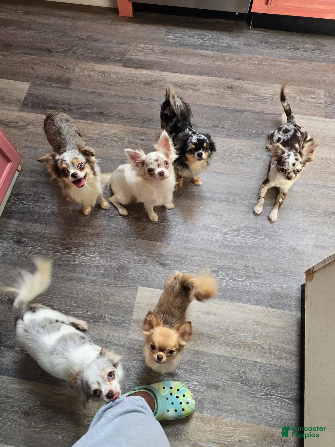 Gallery Image {{count}}