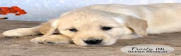 Golden Retriever dogs for sale: Frosty - Ad 3