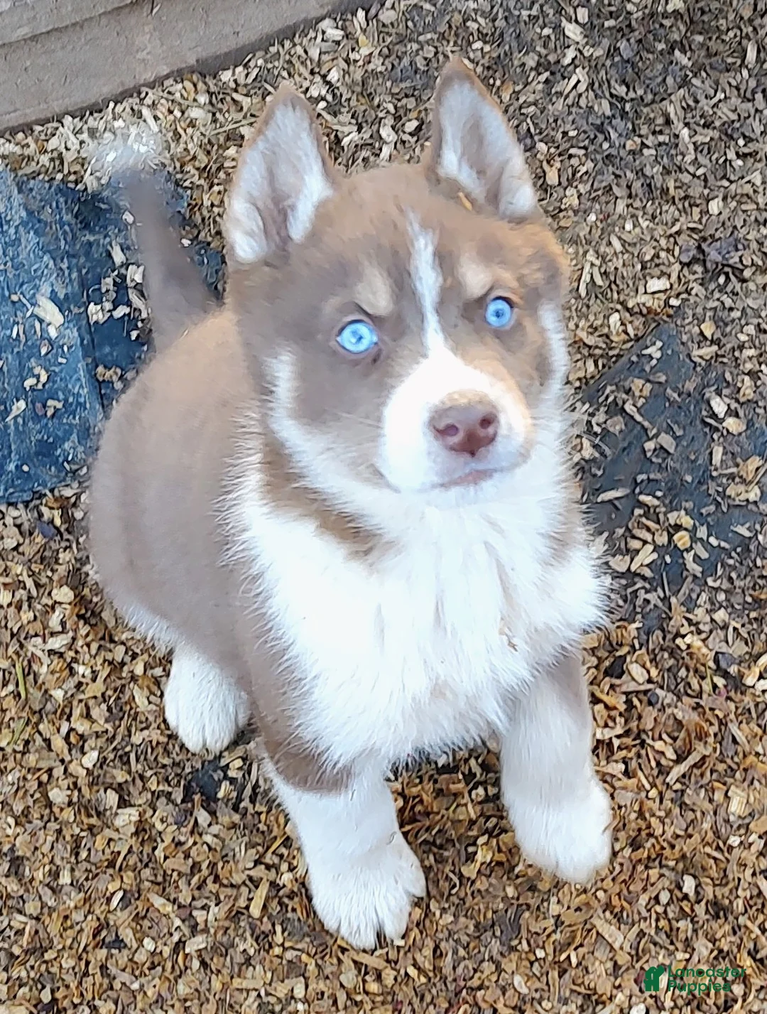 Siberian Husky dogs for sale: Siberian Husky Puppy 1 - Ad 1