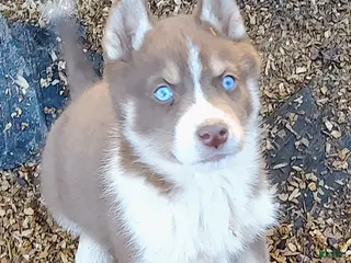 Siberian Husky dogs Siberian Husky Puppy 1 - Ad 33