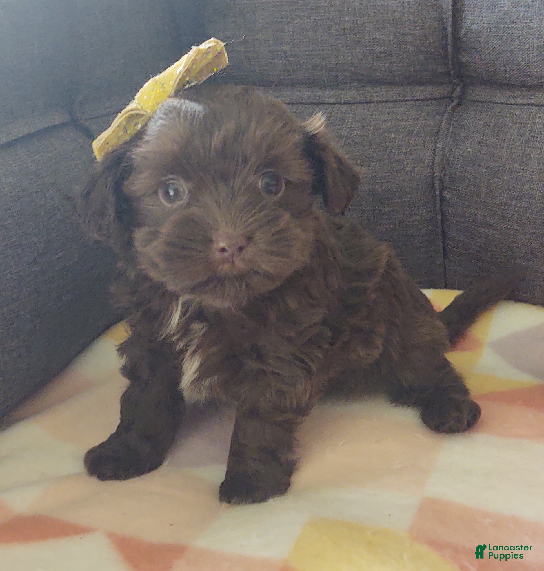 Maltipoo dogs Coco Rose  - Ad 2