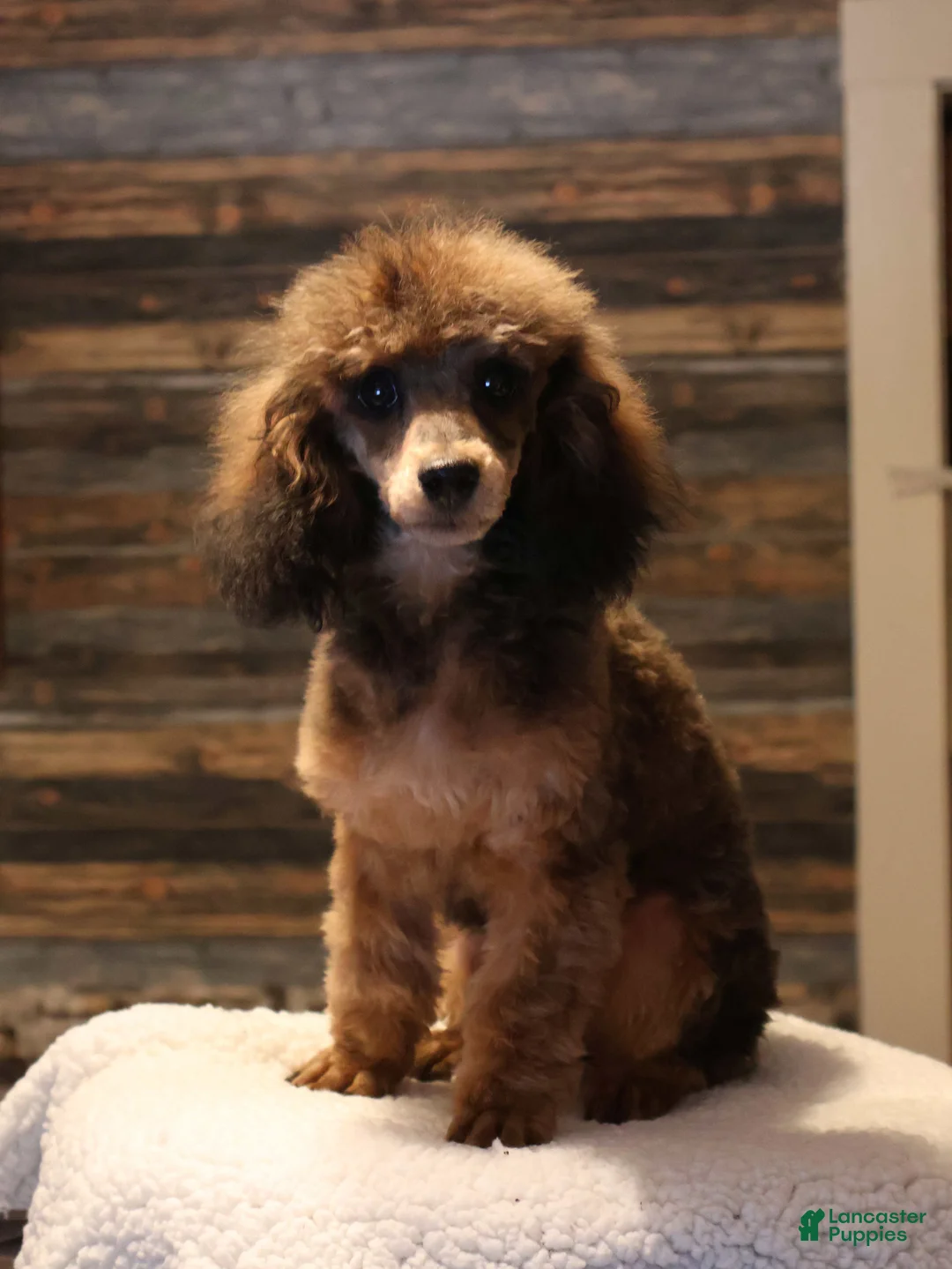 Toy Poodle dogs for sale: Theodore - Ad 2