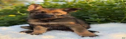 German Shepherd dogs for sale: Storm - Ad 5