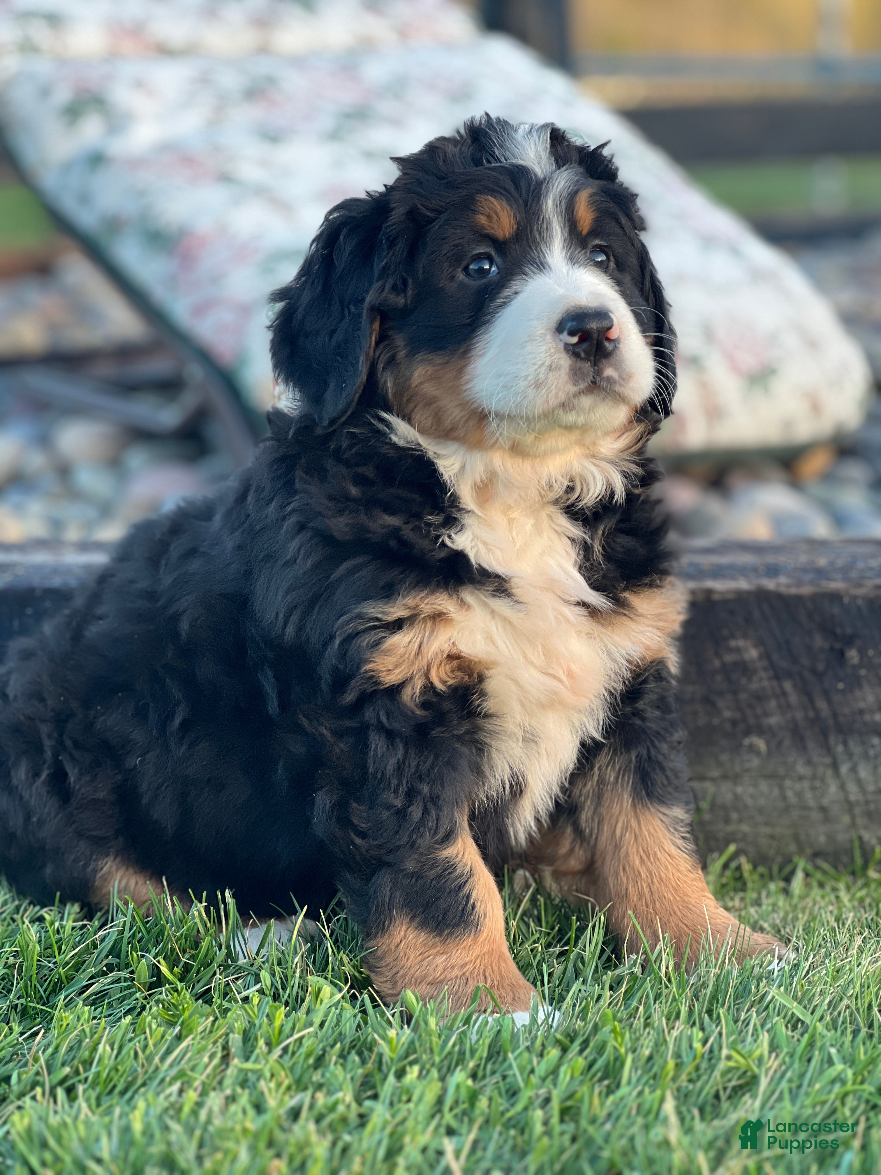 Bernese Mountain Dog dogs Tina - Ad 2
