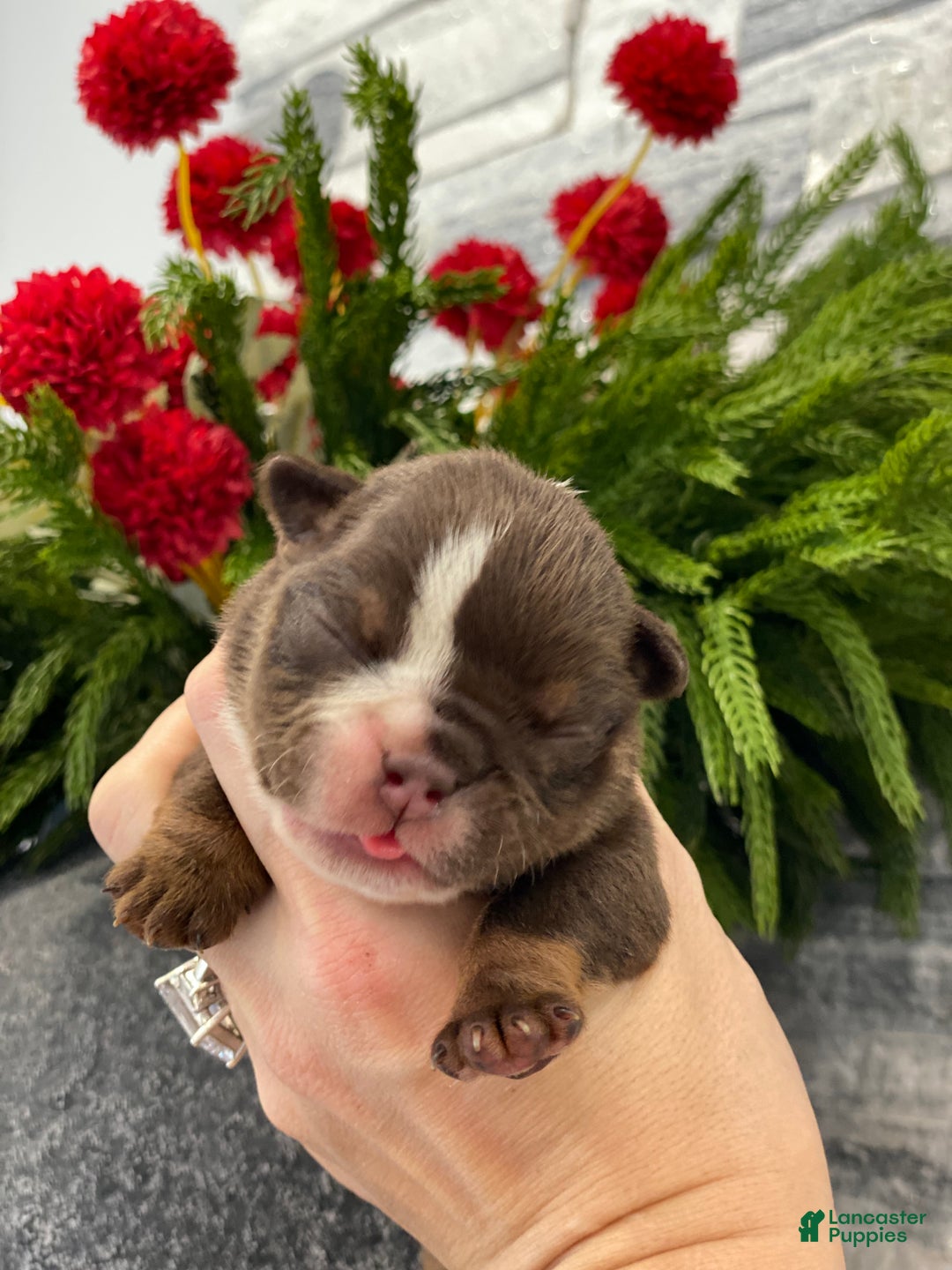 English Bulldog dogs for sale: Valentine - Ad 1