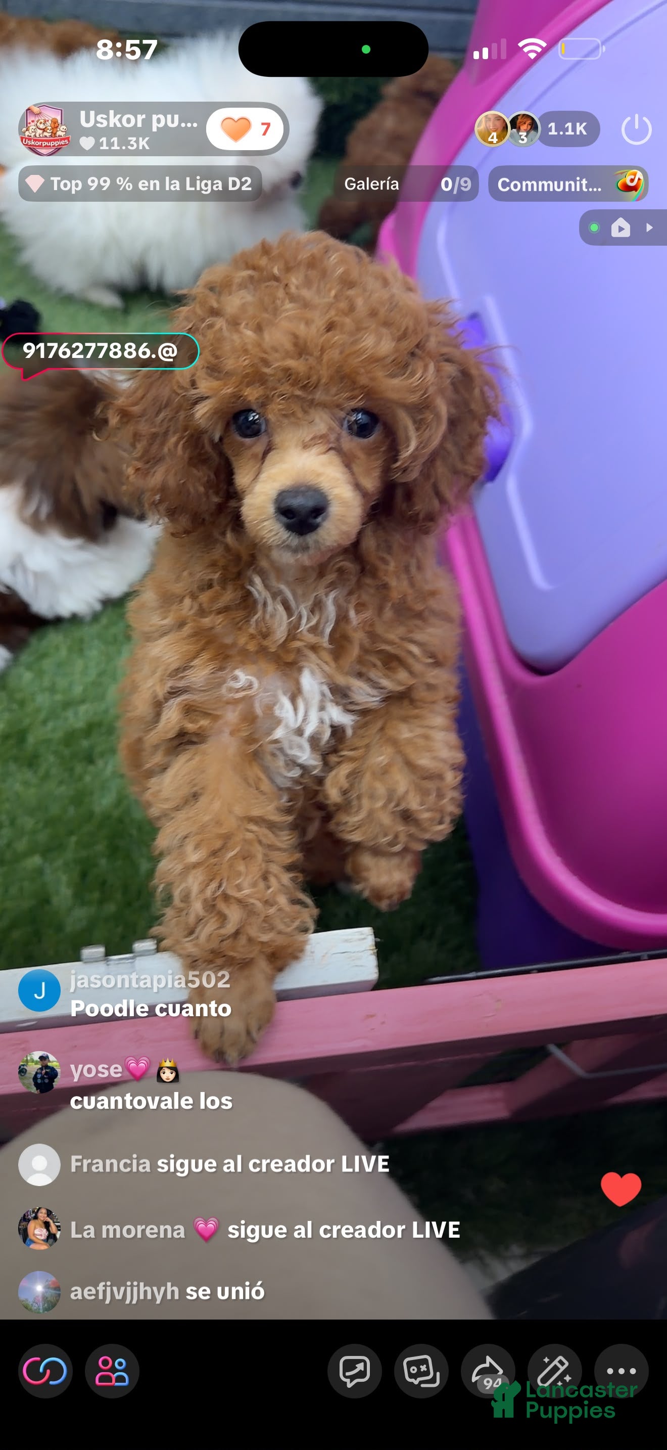 Toy Poodle dogs Toy Poodle Lucy - Ad 22