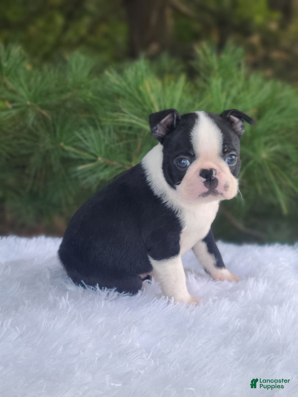 Boston Terrier dogs Pepper - Ad 1
