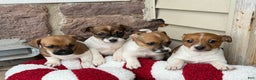 Jack Russell Terrier dogs for sale: Jingle - Ad 11