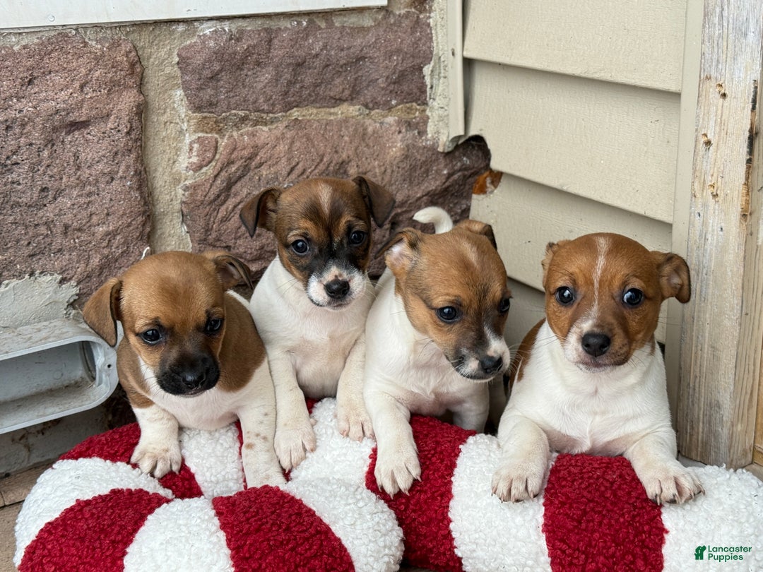 Jack Russell Terrier dogs for sale: Jingle - Ad 11