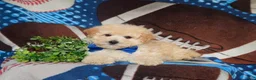 Maltipoo dogs for sale: Wendell - Ad 6