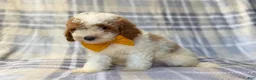 Cavapoo dogs for sale: Sarge - Ad 10