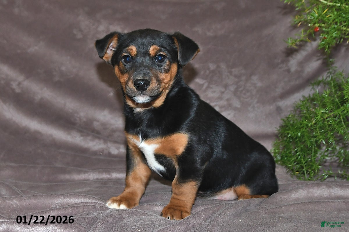 Mixed Breed dogs Spencer - Ad 21
