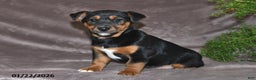 Mixed Breed dogs for sale: Spencer - Ad 1
