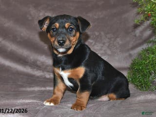 Mixed Breed dogs Spencer - Ad 21