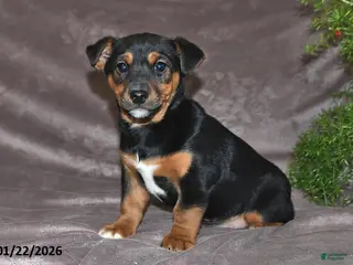 Mixed Breed dogs Spencer - Ad 17