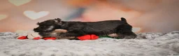 Miniature Schnauzer dogs for sale: Rose - Ad 4