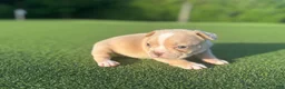 French Bulldog dogs for sale: Laynie - Ad 2