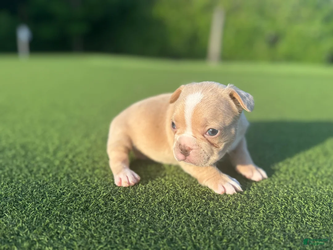 French Bulldog dogs for sale: Laynie - Ad 2