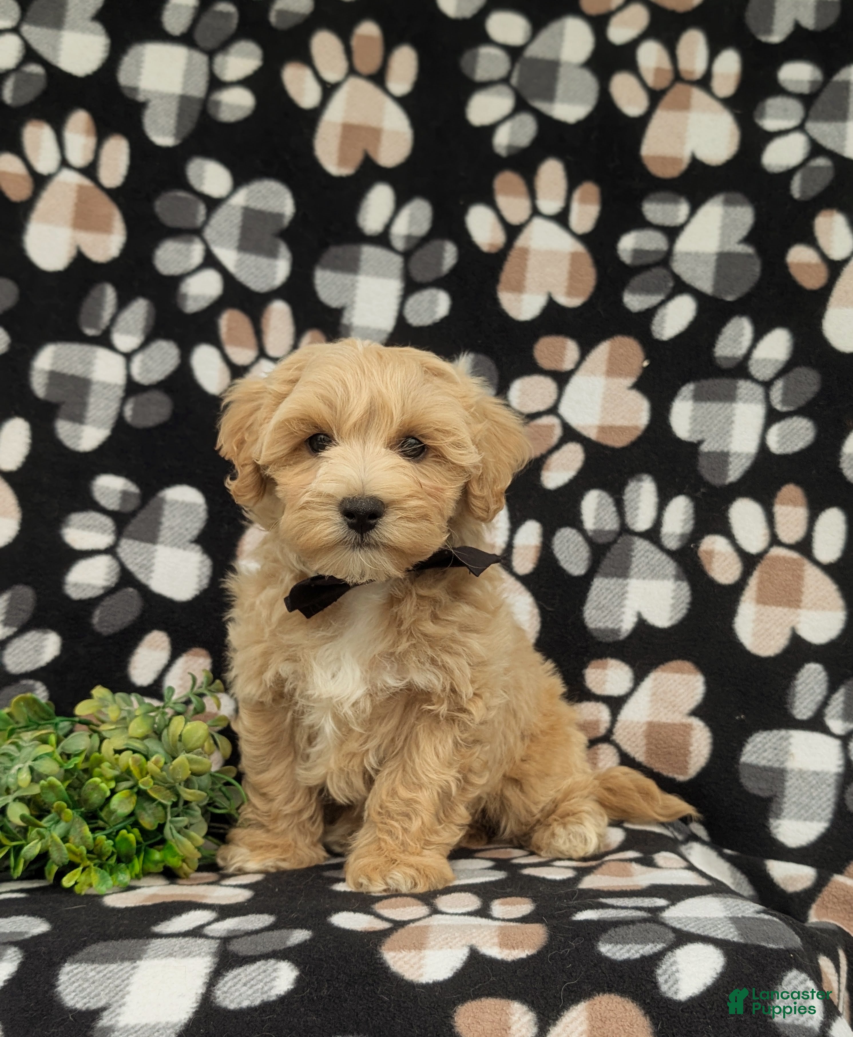 Maltipoo dogs Osborne - Ad 1