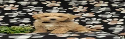 Maltipoo dogs for sale: Osborne - Ad 1