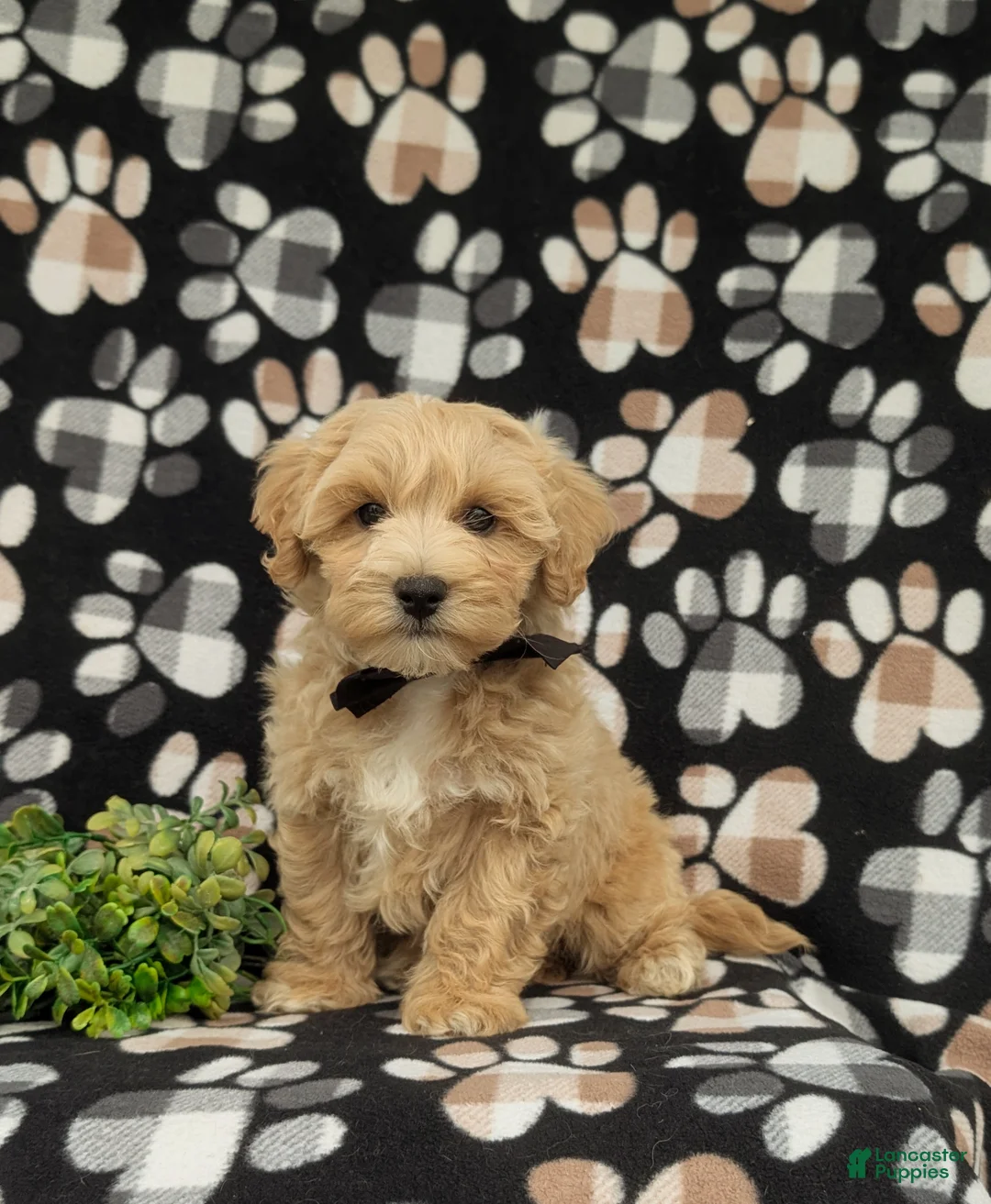 Maltipoo dogs for sale: Osborne - Ad 1