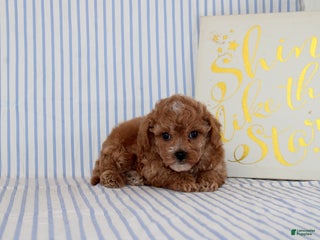 Cavapoo dogs - Ad 35