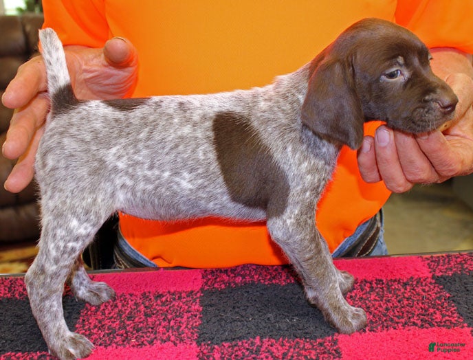 German Shorthaired Pointer dogs German Shorthaired Pointer Puppy 7 - Ad 1