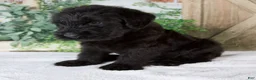 Giant Schnauzer dogs for sale: Kendrick  - Ad 5