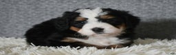 Mini Bernedoodle dogs for sale: Miley - Ad 6