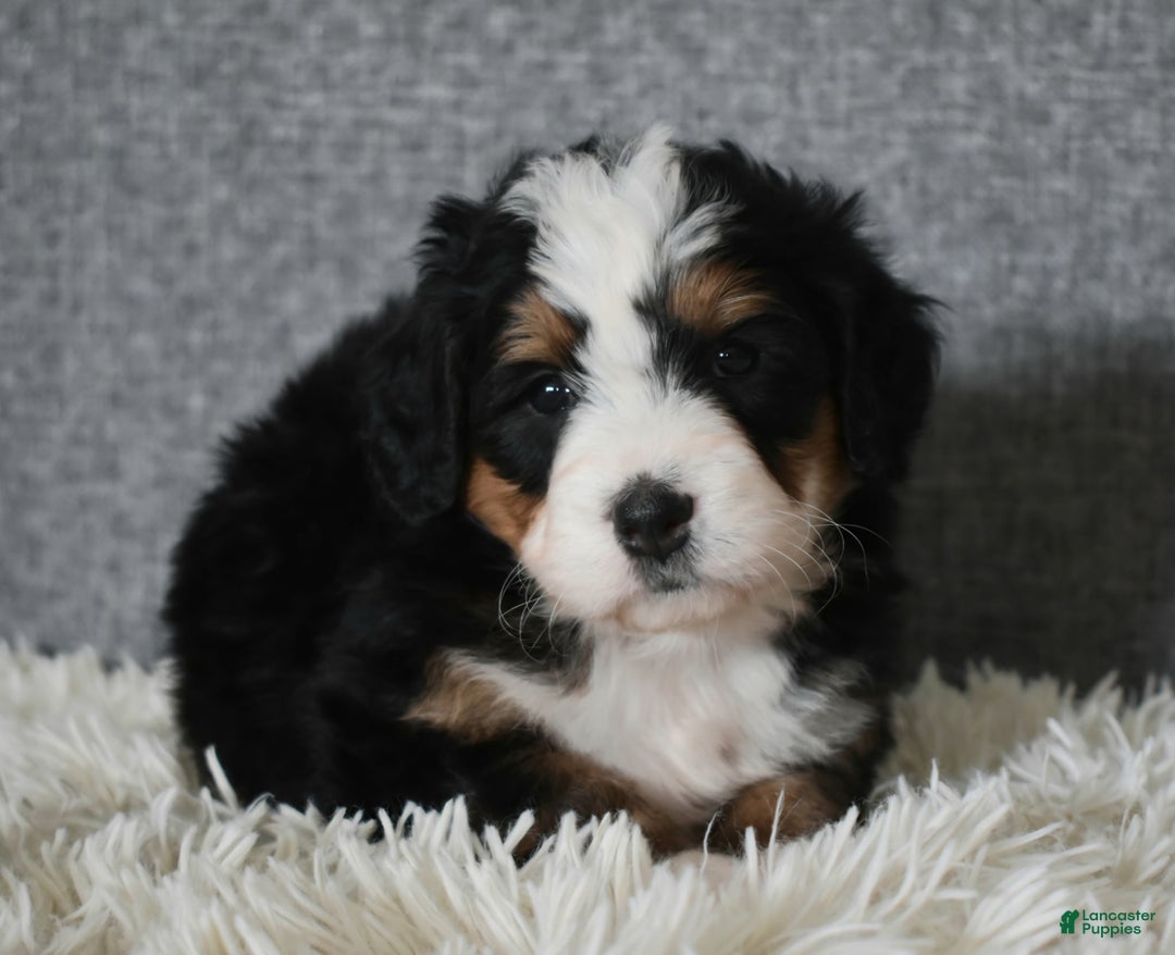 Mini Bernedoodle dogs for sale: Miley - Ad 6