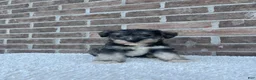 Miniature Schnauzer dogs for sale: Skip - Ad 2