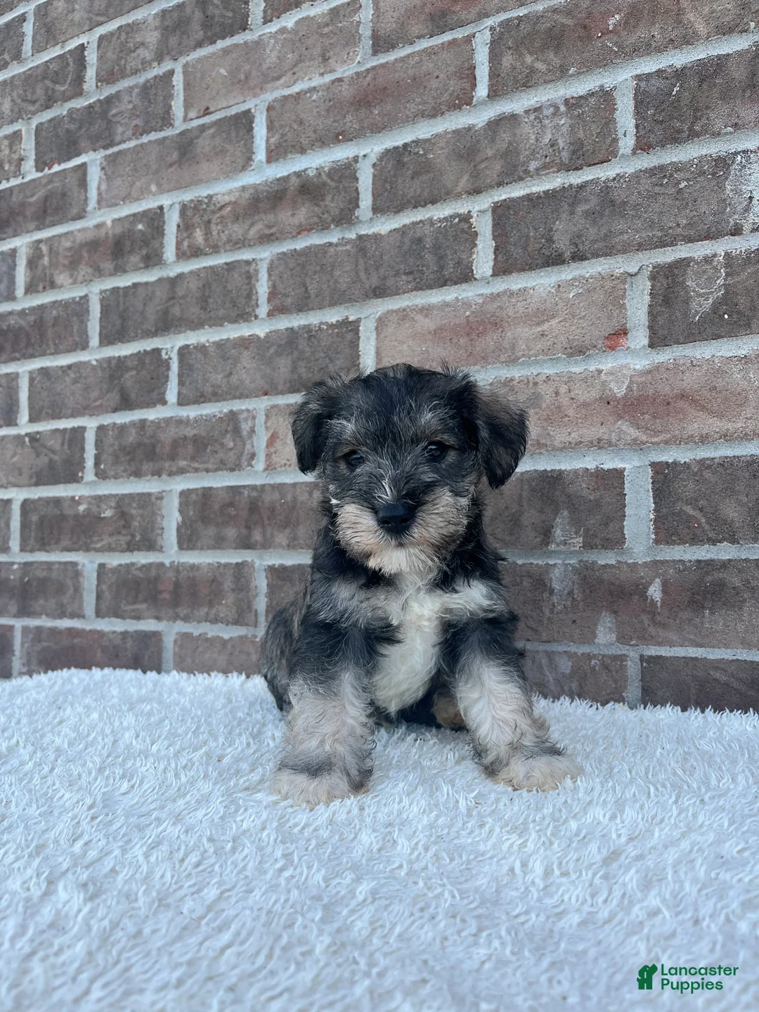 Miniature Schnauzer dogs for sale: Skip - Ad 2