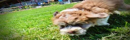 Havapoo dogs for sale: Domino - Ad 8
