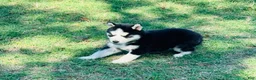 Siberian Husky dogs for sale: Maci - Ad 9