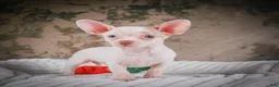 Chihuahua dogs for sale: Cole - Ad 13