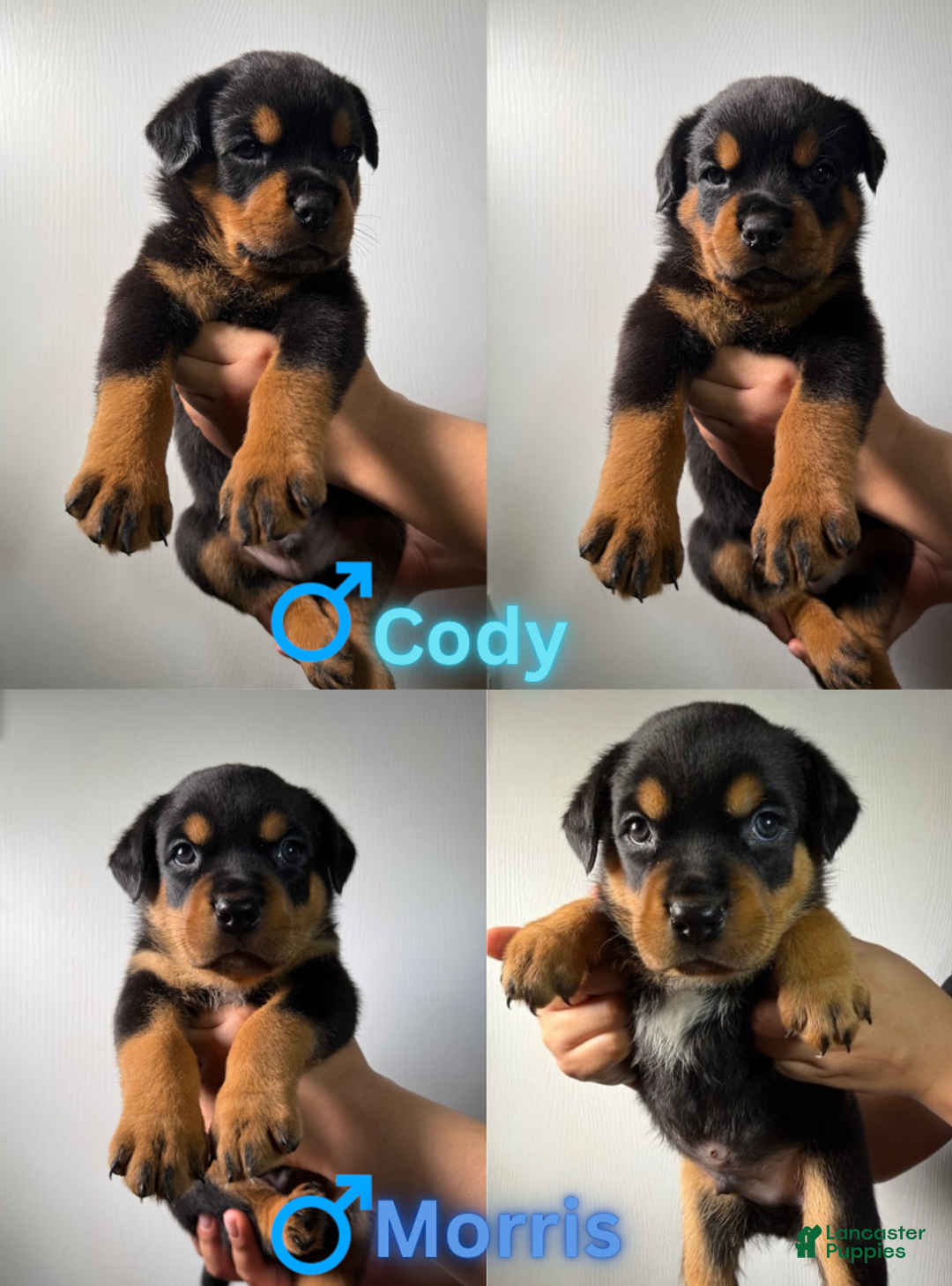 Rottweiler dogs for sale: Morris - Ad 4