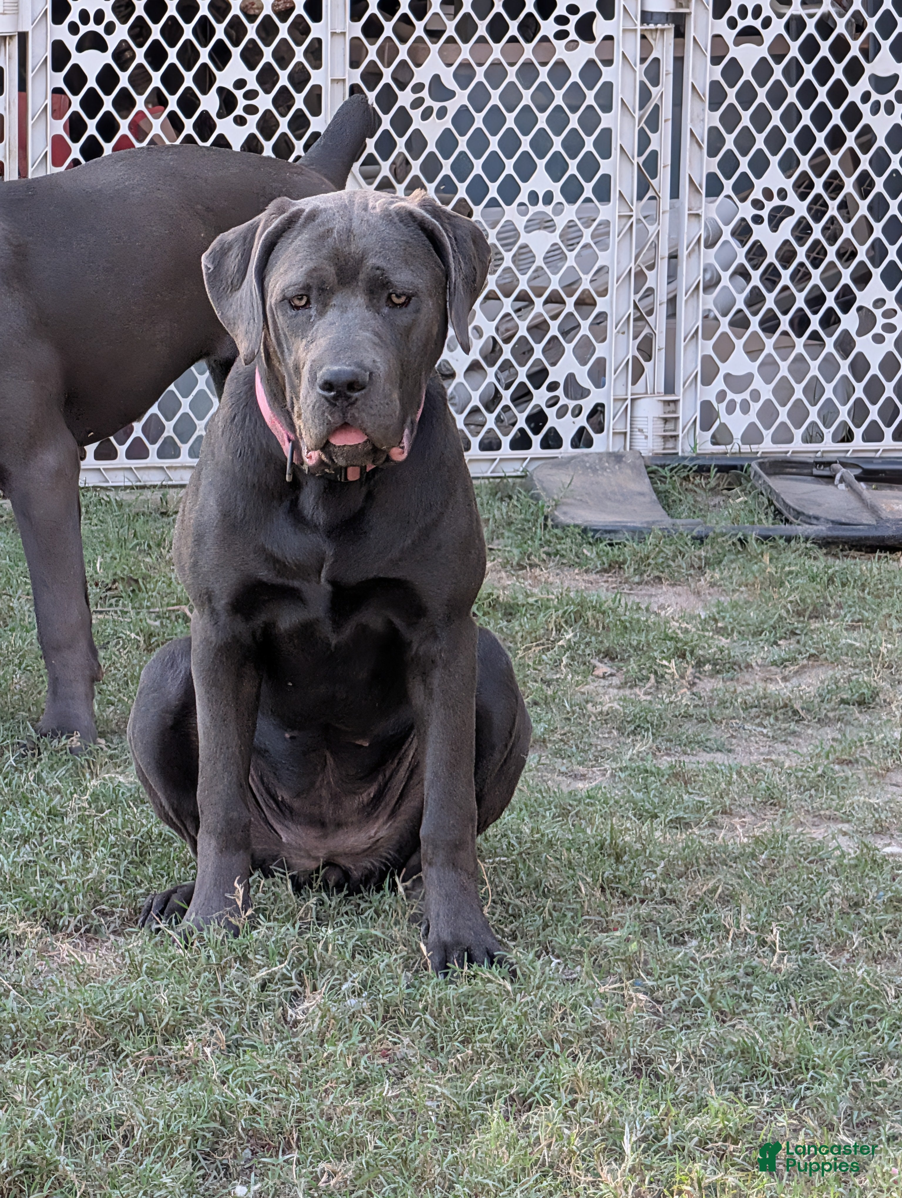 Cane Corso dogs Pink aka Minnie - Ad 1
