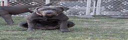 Cane Corso dogs for sale: Pink aka Minnie - Ad 1