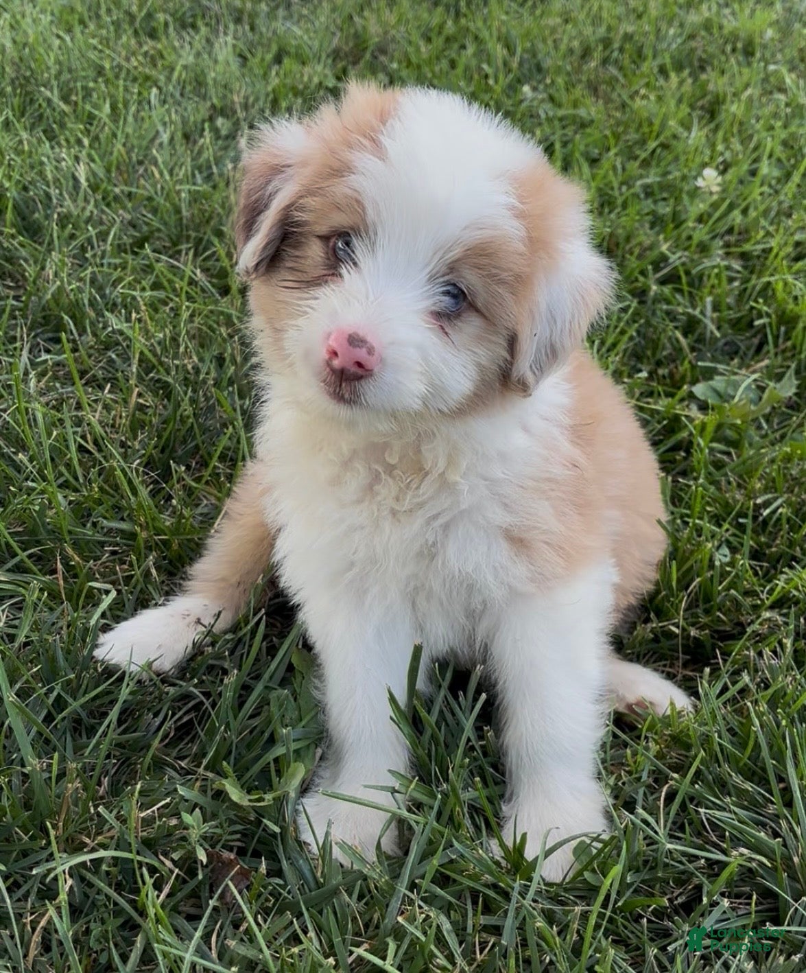 Mini Aussiedoodle dogs Jack - Ad 1
