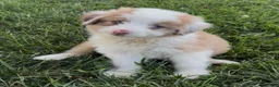 Mini Aussiedoodle dogs for sale: Jack - Ad 1